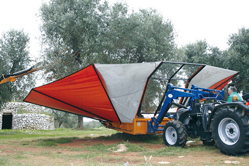 Primolio Raccolta olive