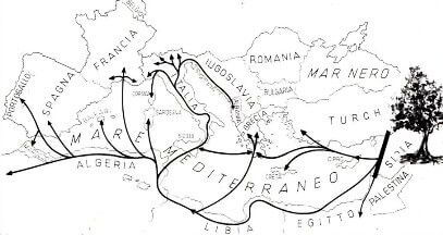 storia olivo piantina diffusione ulivi nel mediterraneo