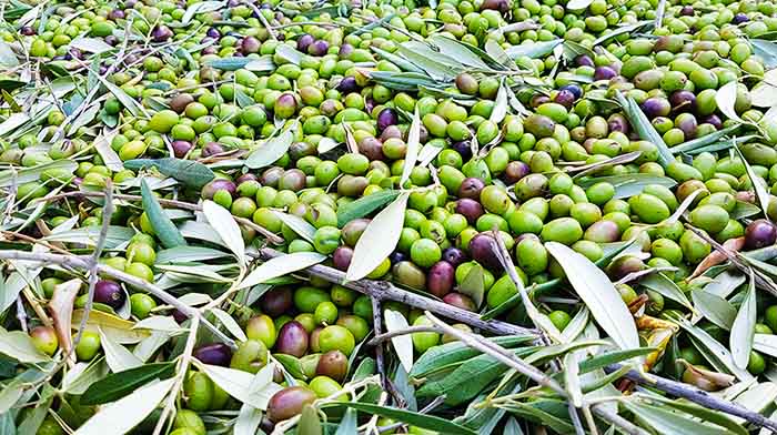 Olio EVO migliore olive