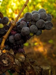 Uva Vinoli
